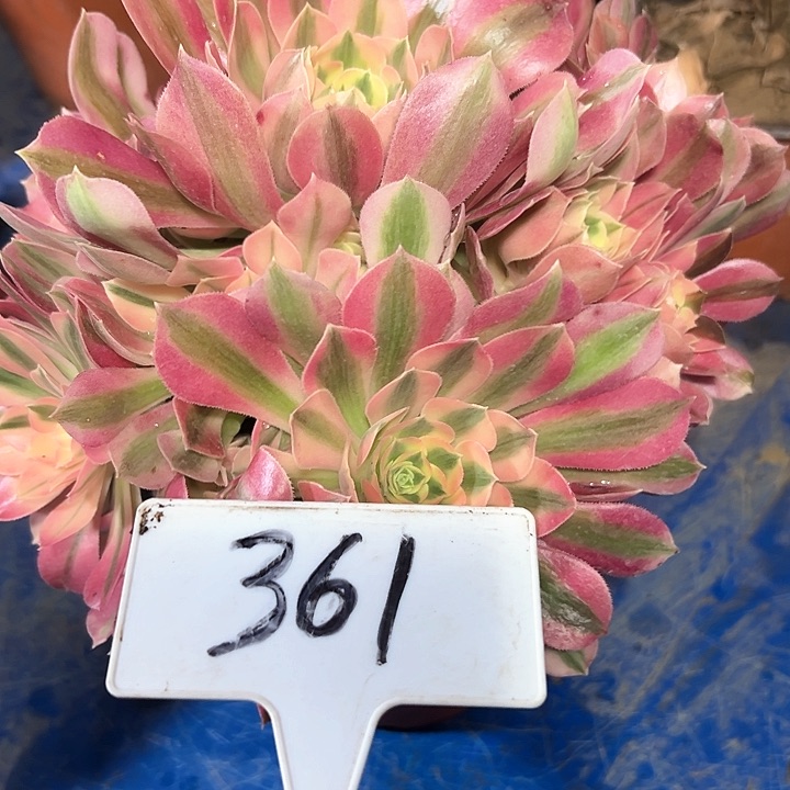 多肉植物粉女巫法师