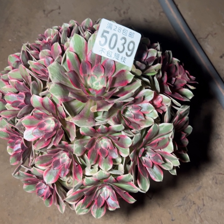 新***人浣纱多肉植物法师5039