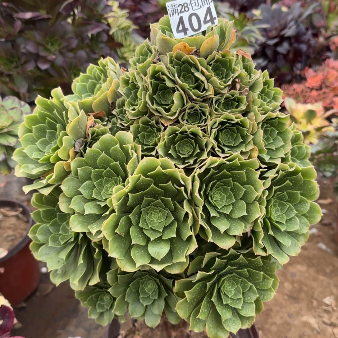 绿羊绒多肉404满28包邮断枝不包