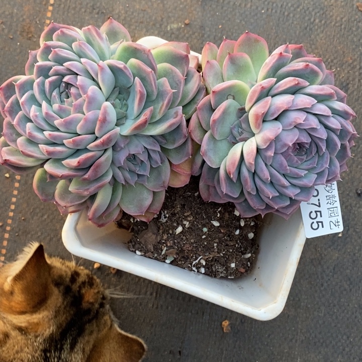 叶***D2755杂交老庄基地～16厘米