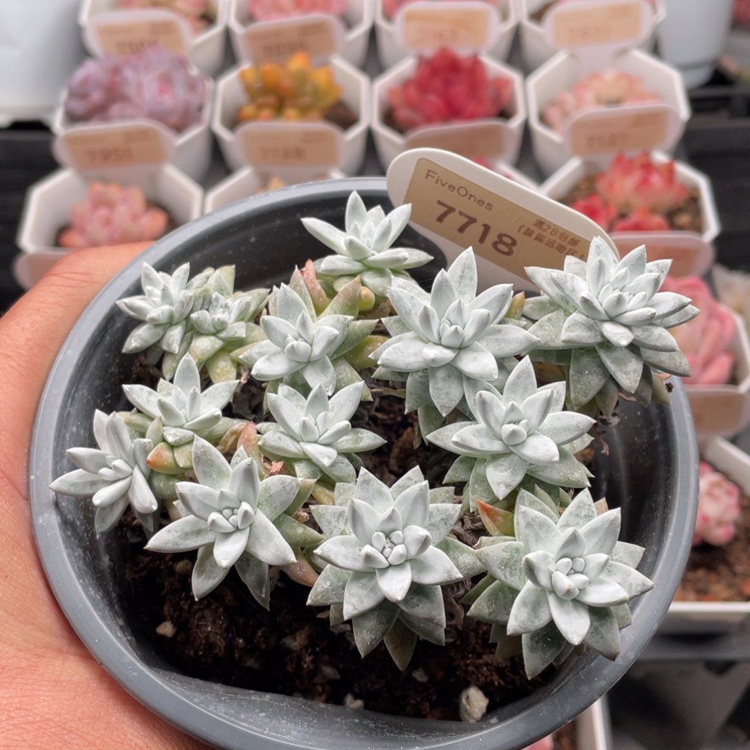 白菊7718-11.5厘米