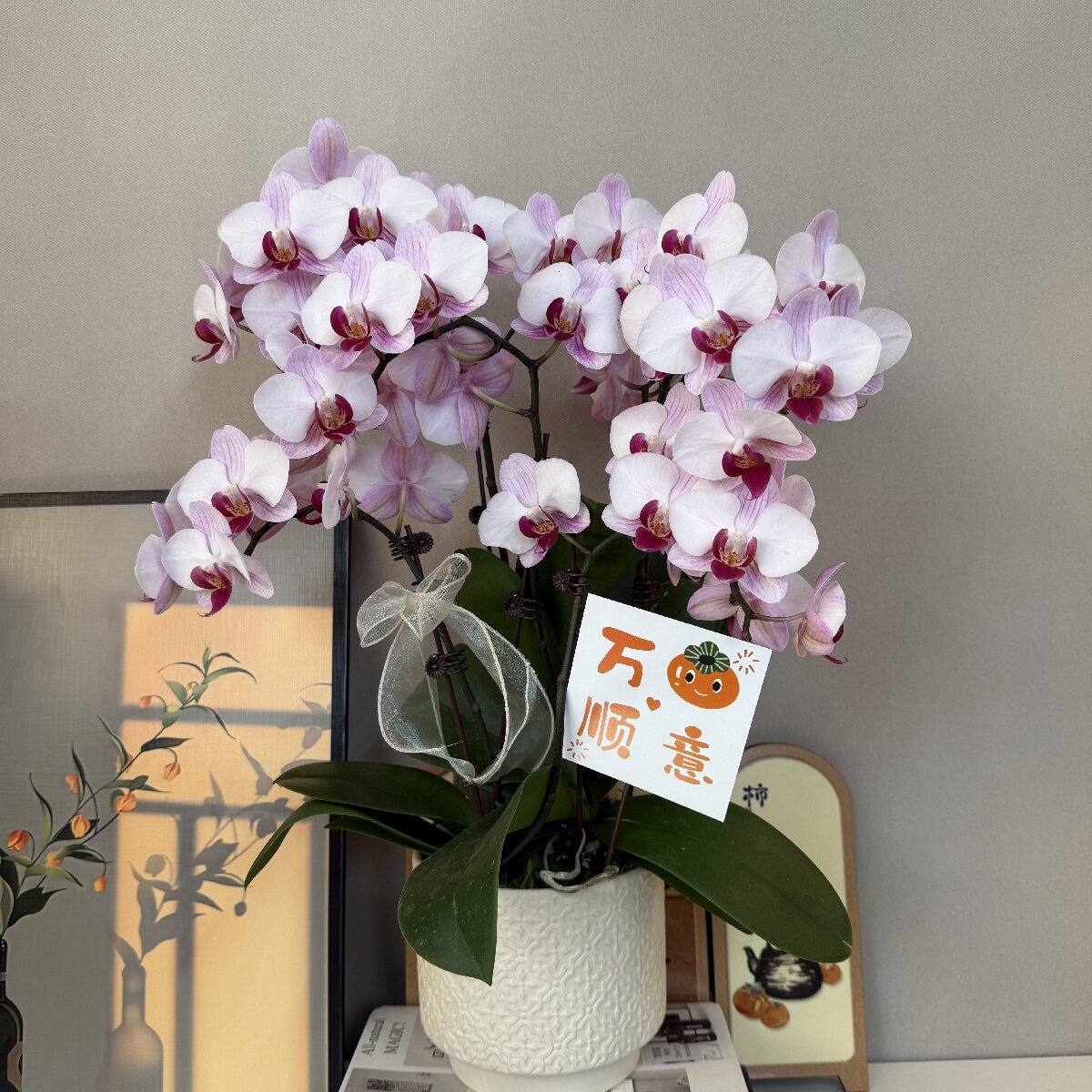 [粉宝宝]-全花开放精选蝴蝶兰好养耐养带花 稀有室内花卉基地直发