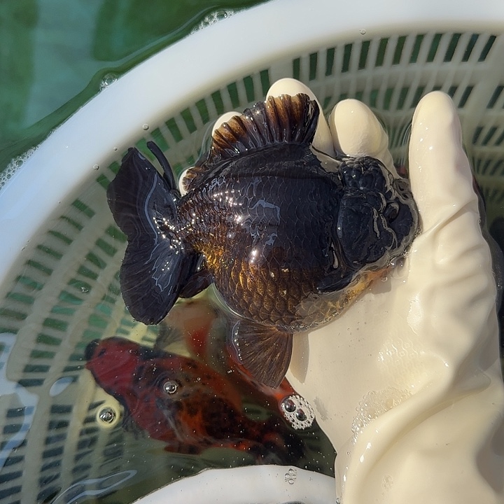 金鱼大眼萌妹包肚黑