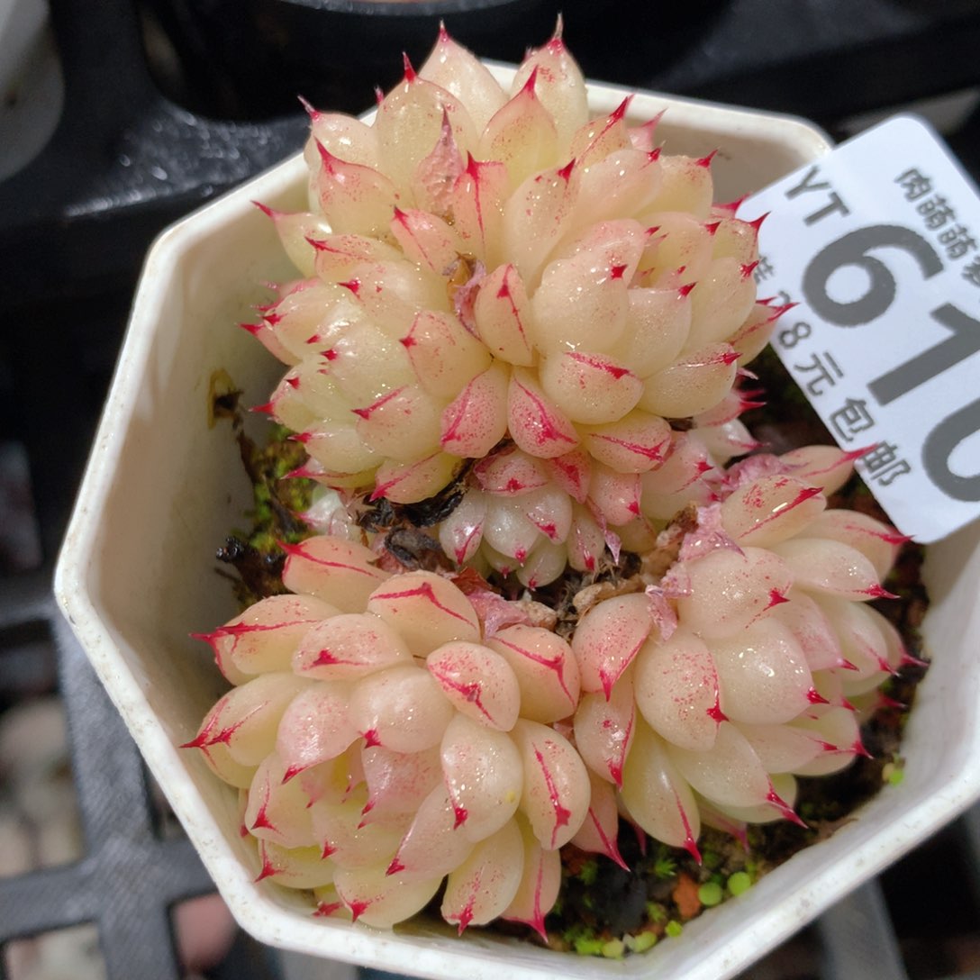 5CM拇指盆精控多肉YT610