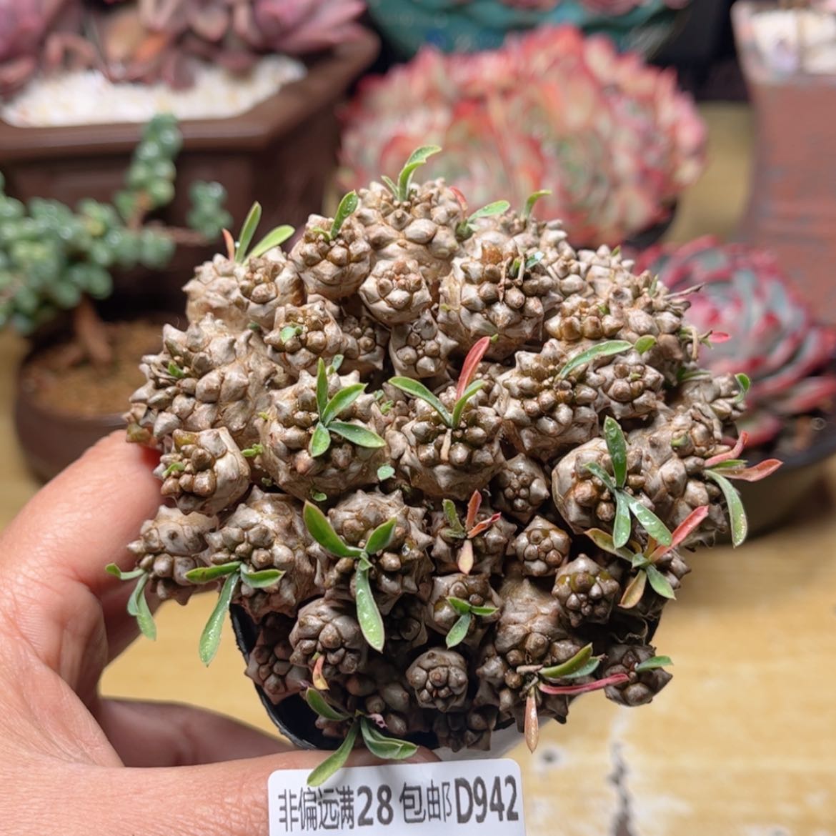 【闪购商品】942铁甲勇士