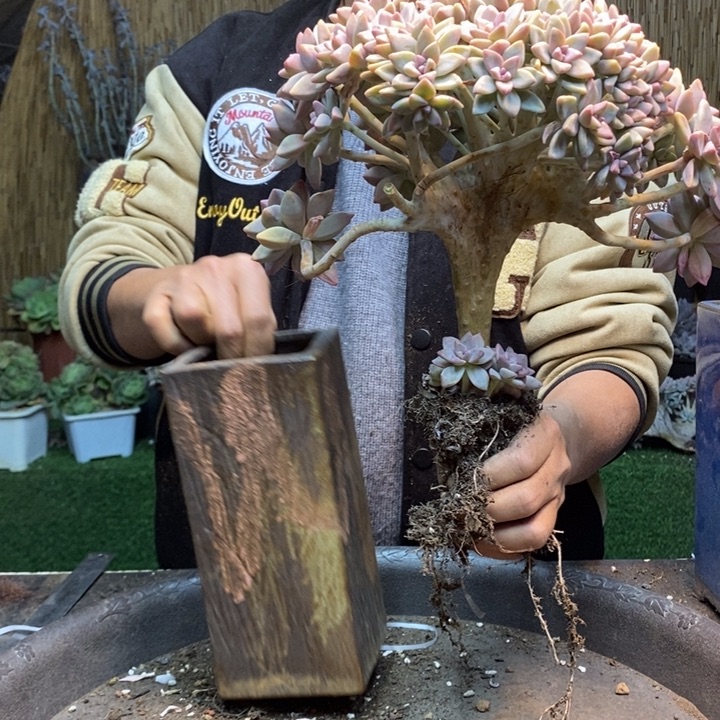 l***8319 号淡雪多肉植物