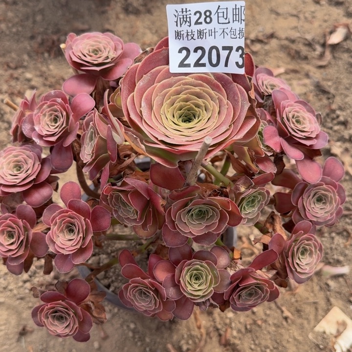22073南魅金玫瑰多肉