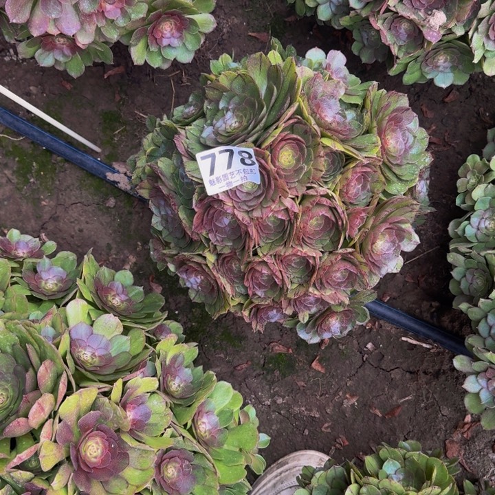 拉丝花27-42包邮花花