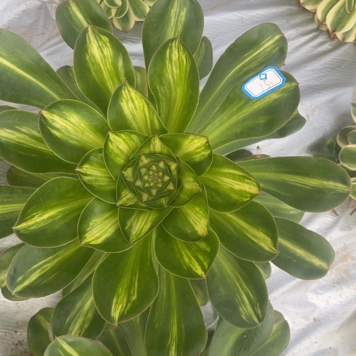 15二代燕子中班锦锦