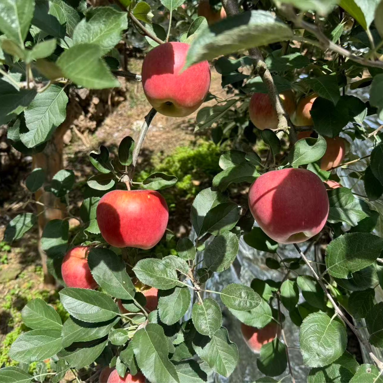 【昭通2001】云南昭通丑苹果脆甜多汁果园直发新鲜水果