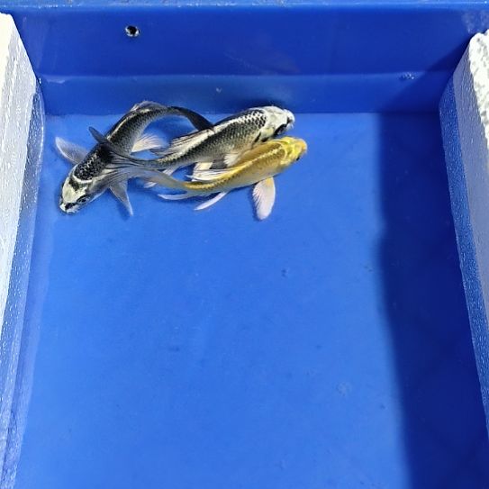 蝴蝶鲤鱼3条精品急急急急急