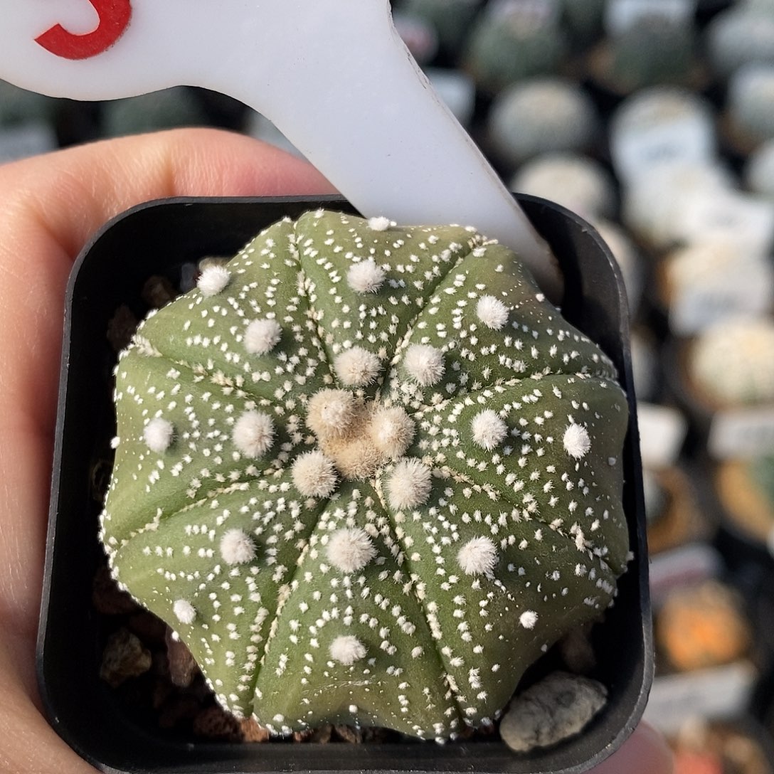 357泰奇系列产品的福利