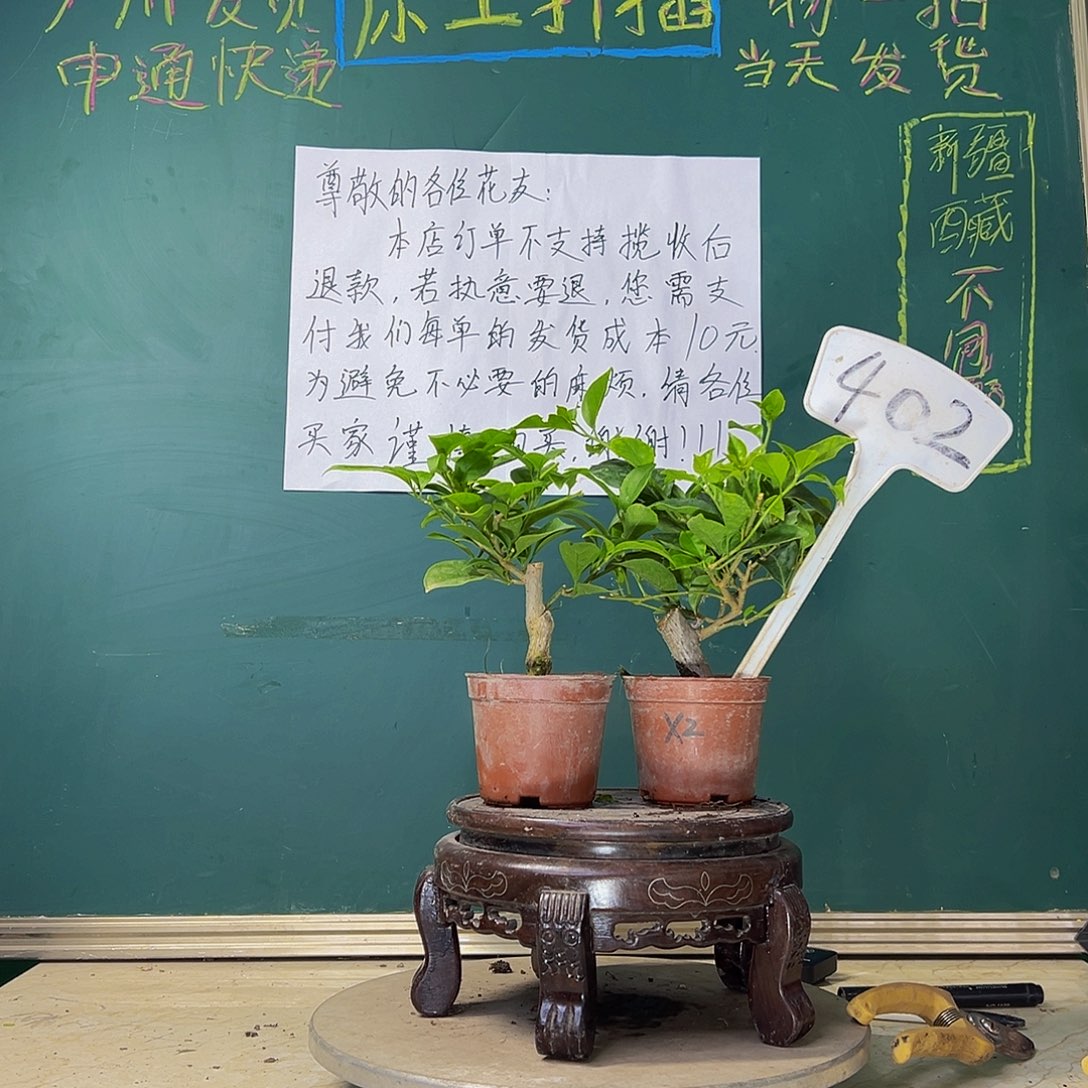 当前无花栽培后可以开花巴西紫掌中宝 雪紫掌中宝 402