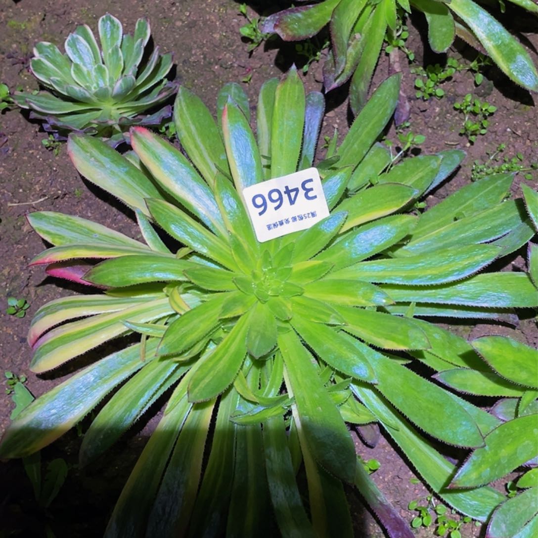 3466孔雀七彩多肉植物