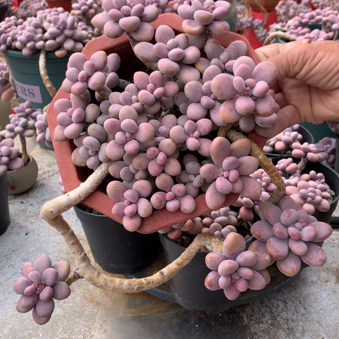 桃蛋老桩29号不带盆