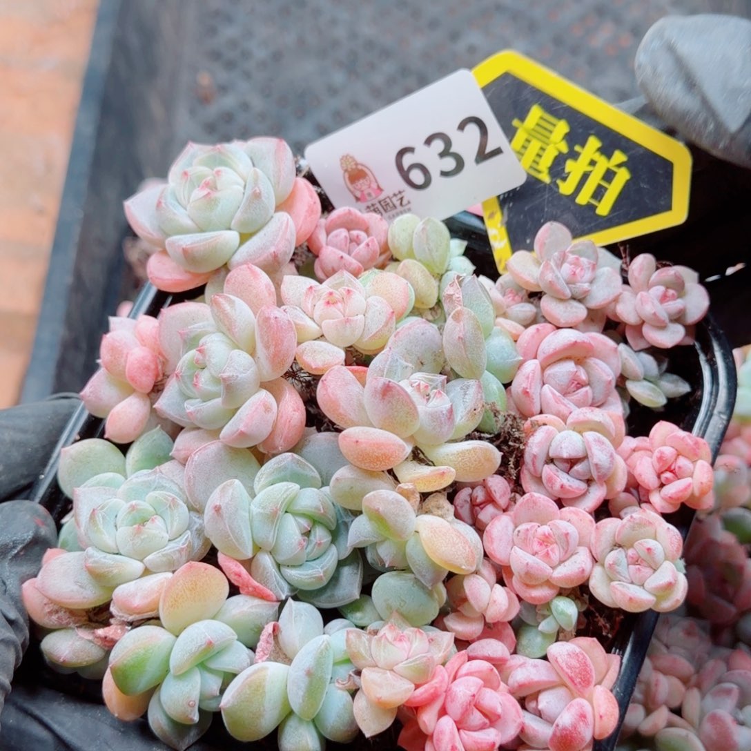 多肉植物多肉植物