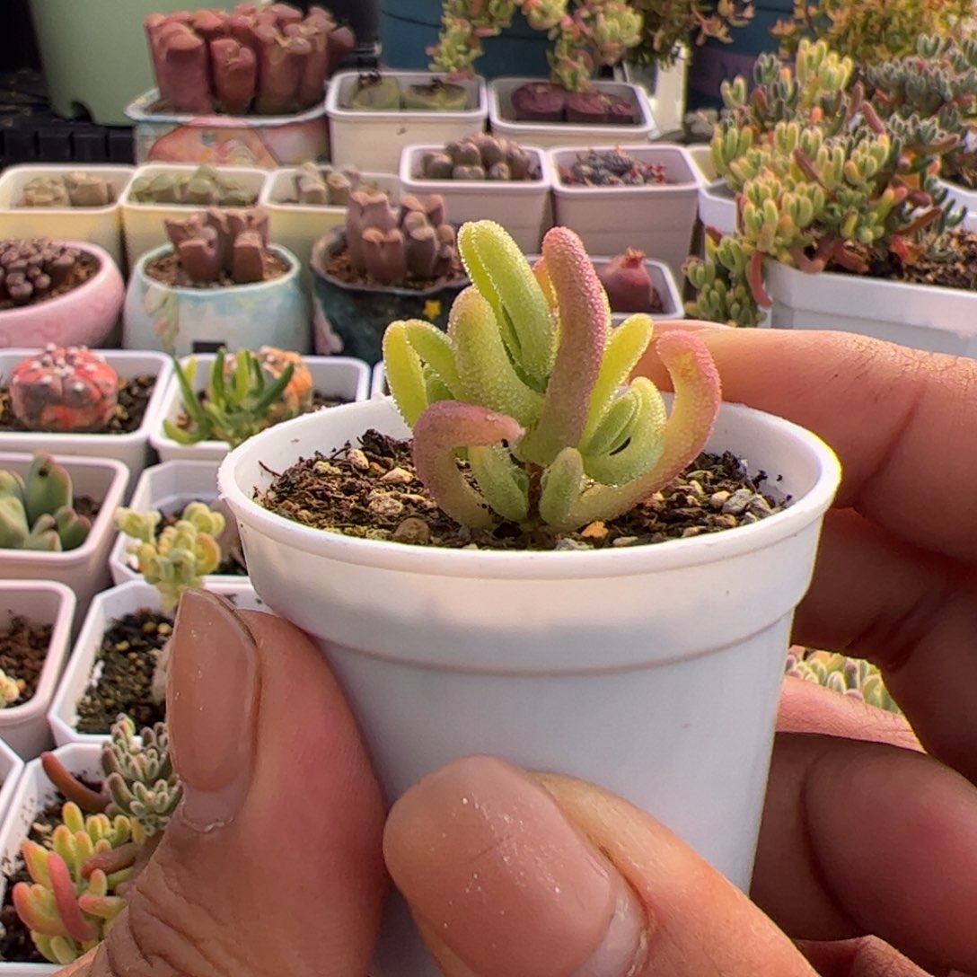 多肉植物枝干钻石黄锦