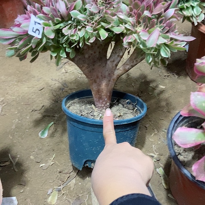 518女神缀化老板子法师