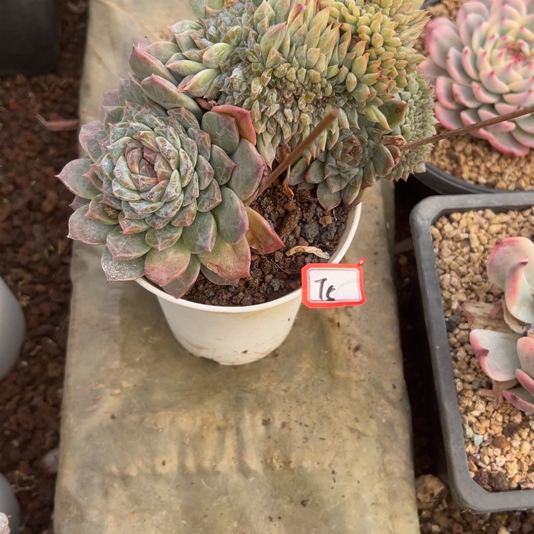 A***粒精品多肉植物老桩