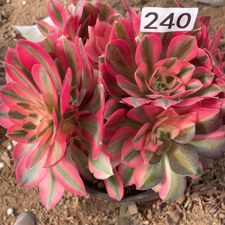 240多肉植物女巫