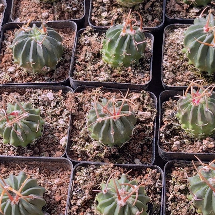 实生龙剑皮实好养好活