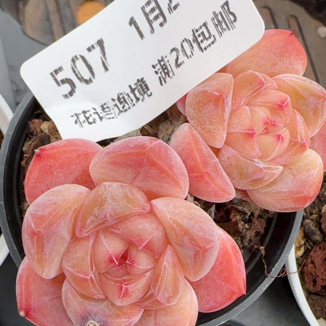 花语逸镜0127-507