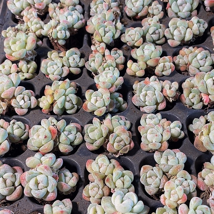 三头小冰玉1.99带土发