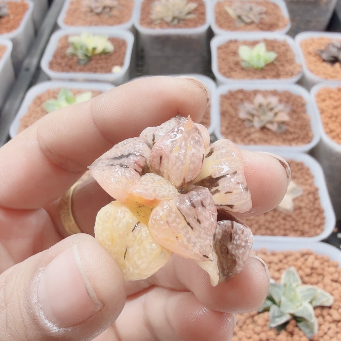 十二卷大久保无根福利