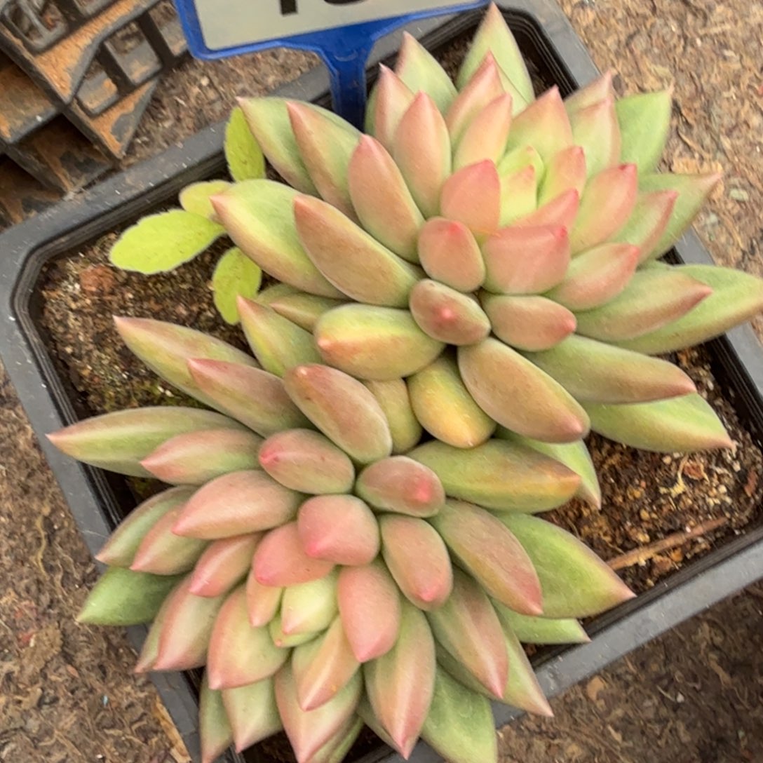 米其林多肉植物一物一拍159