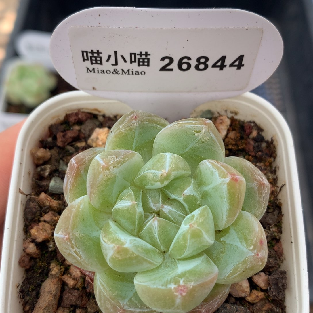 多肉植物保护研究所