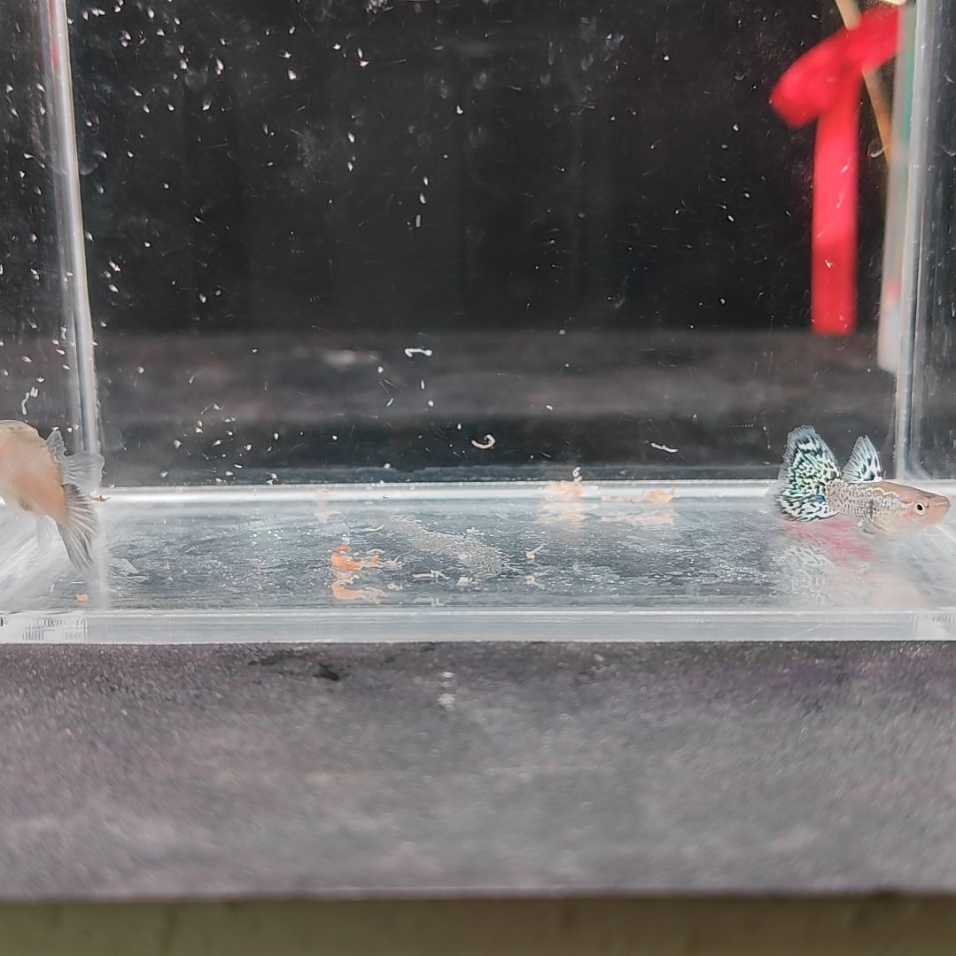 孔雀鱼编号03虎斑球