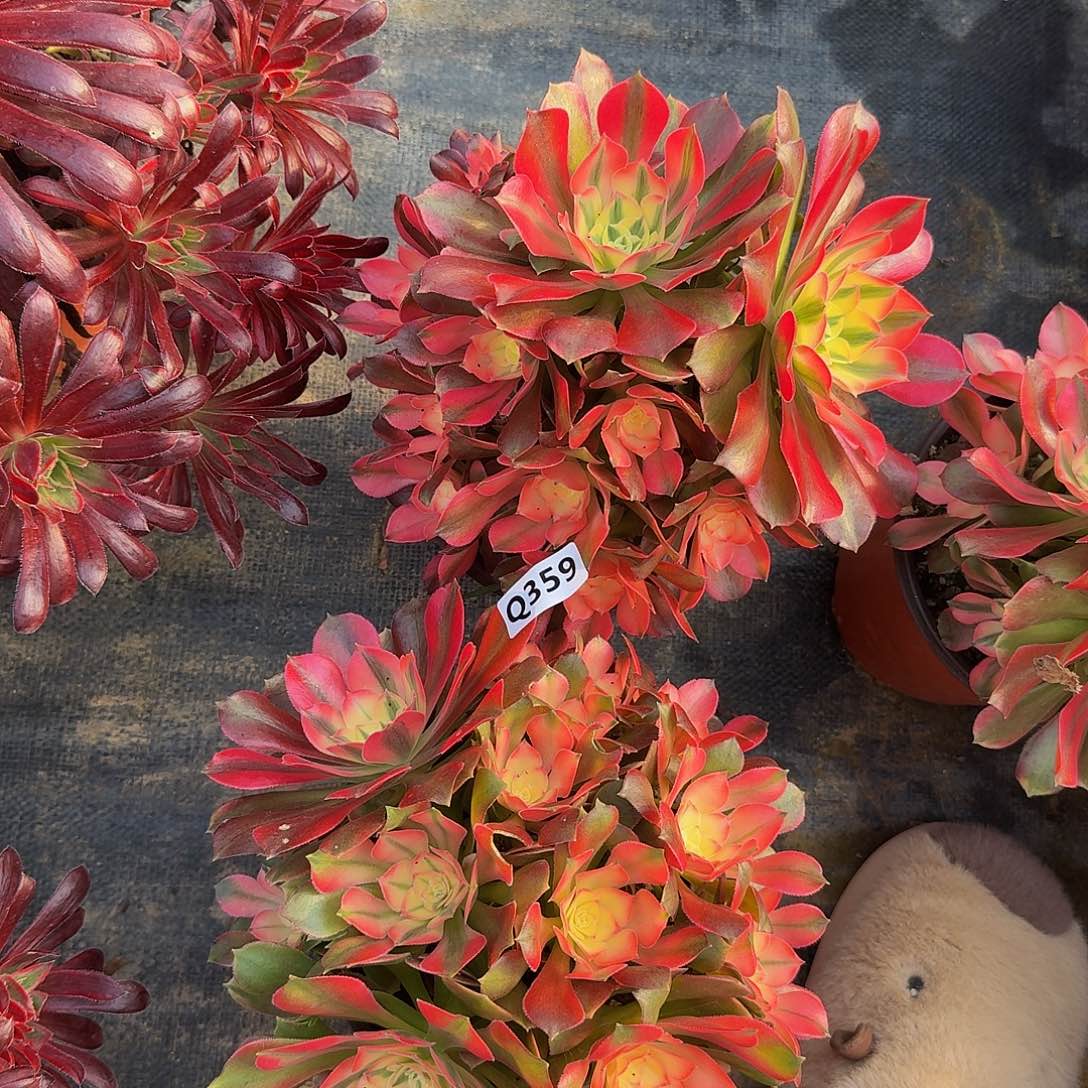 婷356香妃2颗33冠服20左右