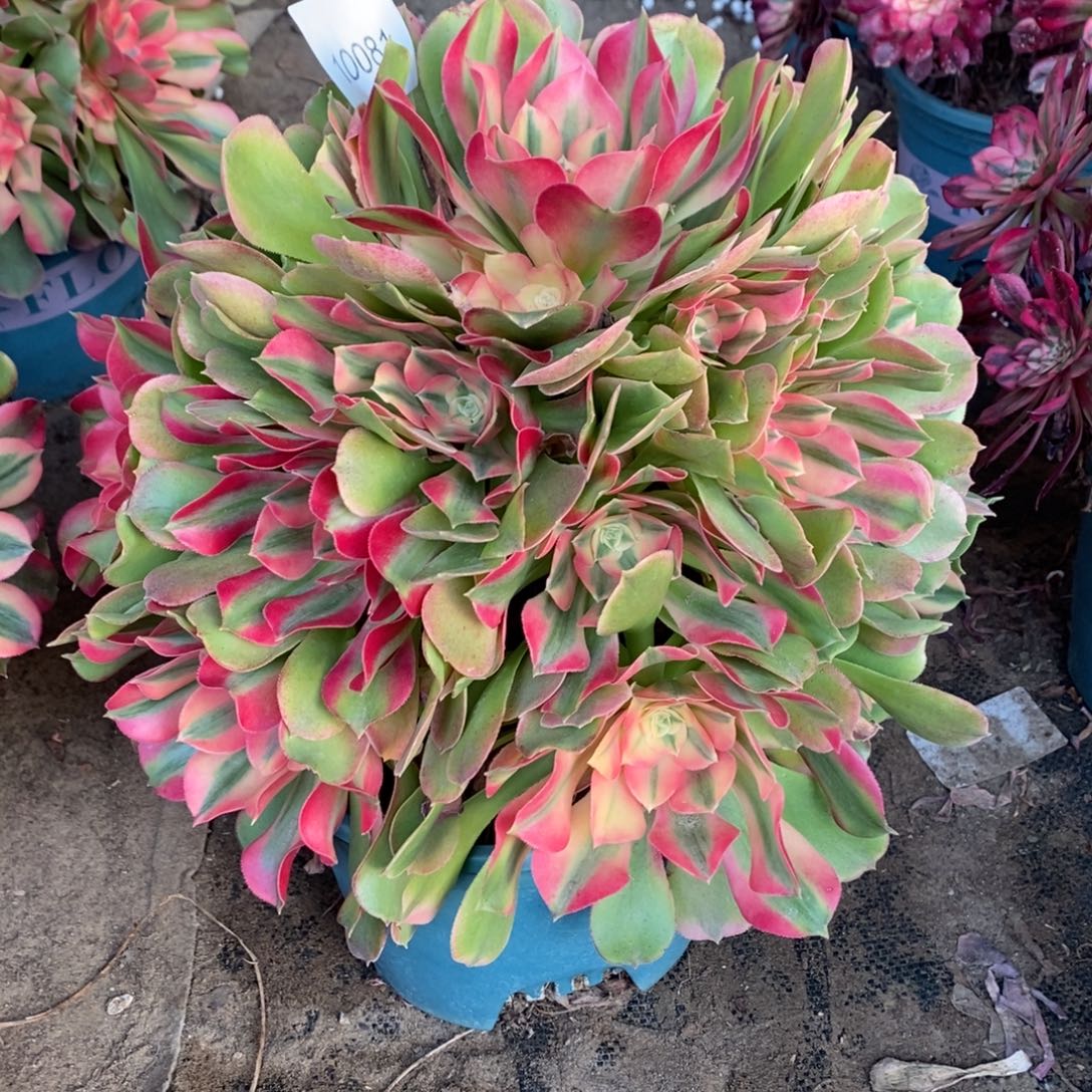 香妃多肉1颗多肉多肉10081号