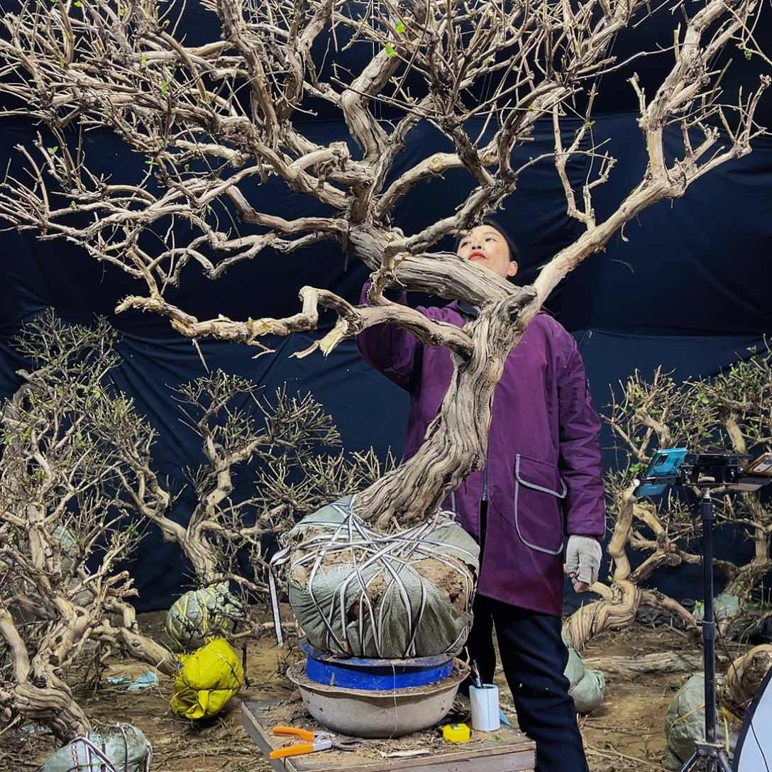 金银花的故事是一个人