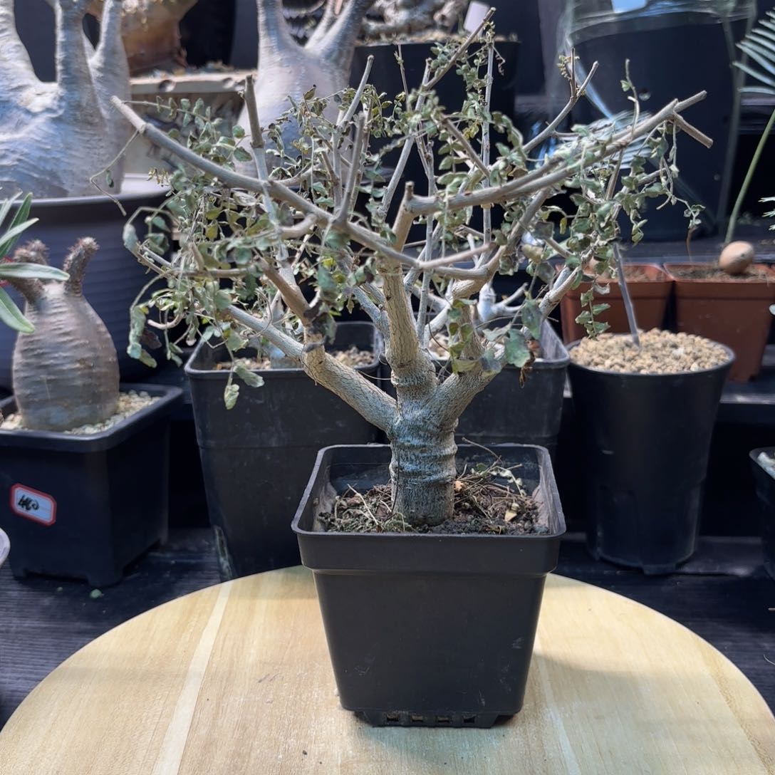 木尼勒达乳香带盆发货