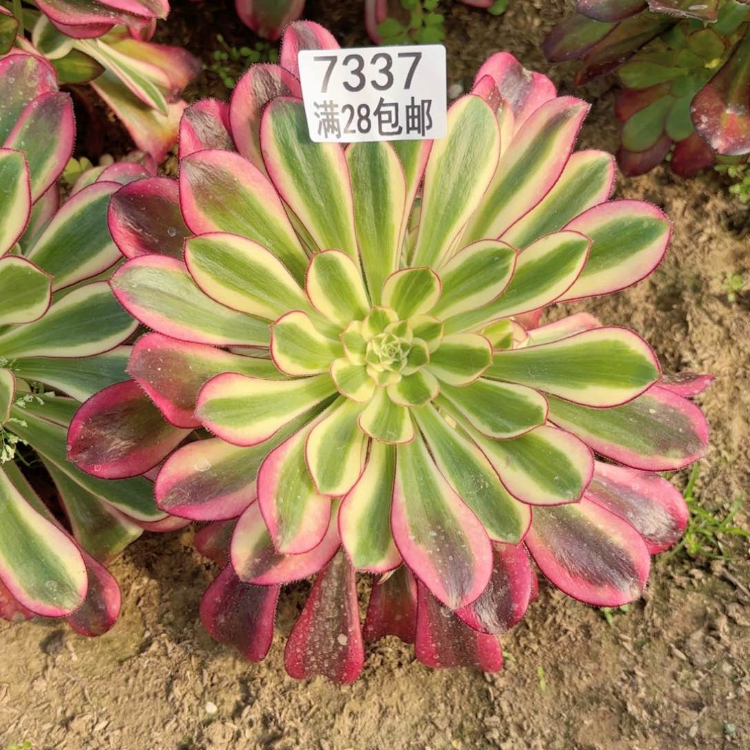 D.  7337冰淇淋多肉