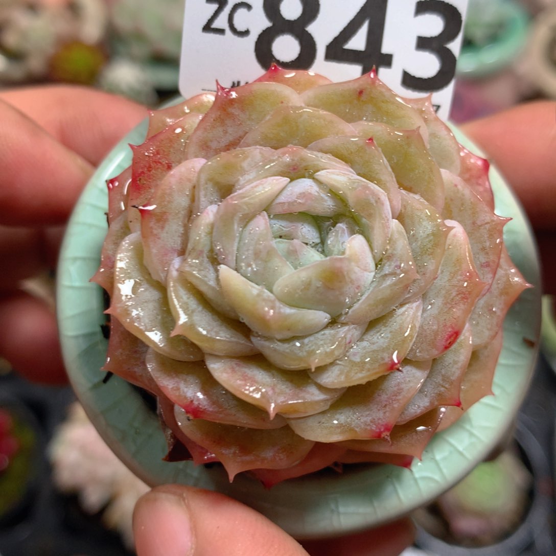 5CM拇指盆精控多肉ZC843