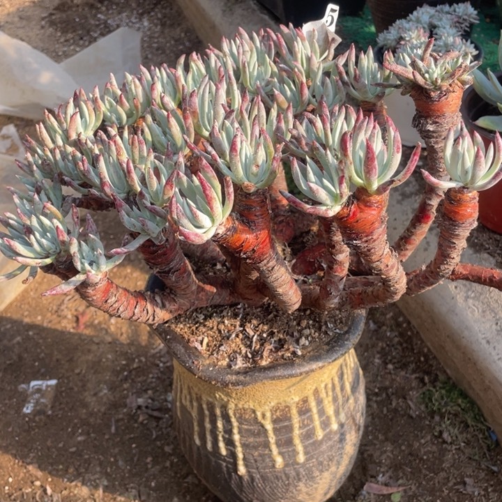 42号白鹭多肉植物