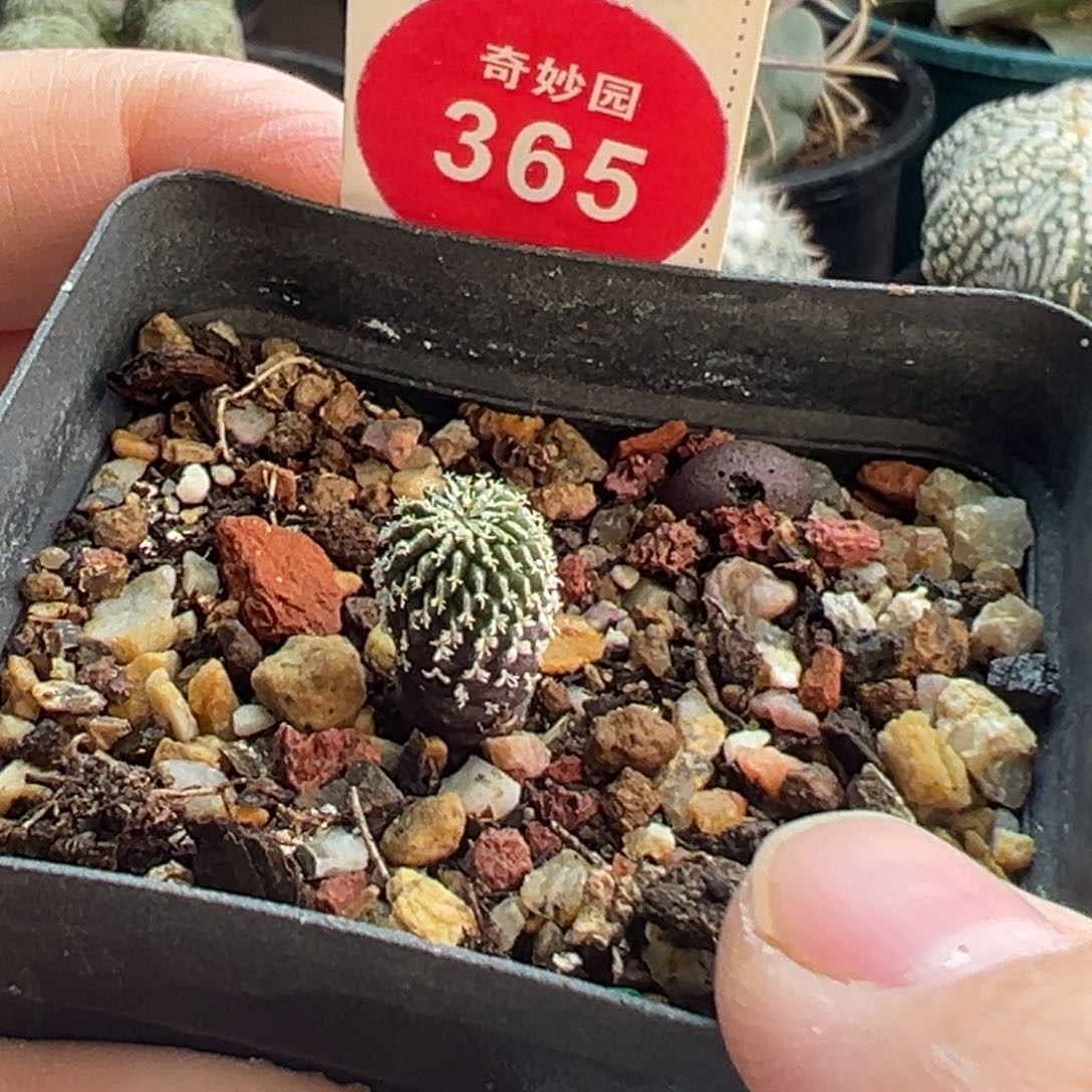 实生精巧殿刺缀0.8cm