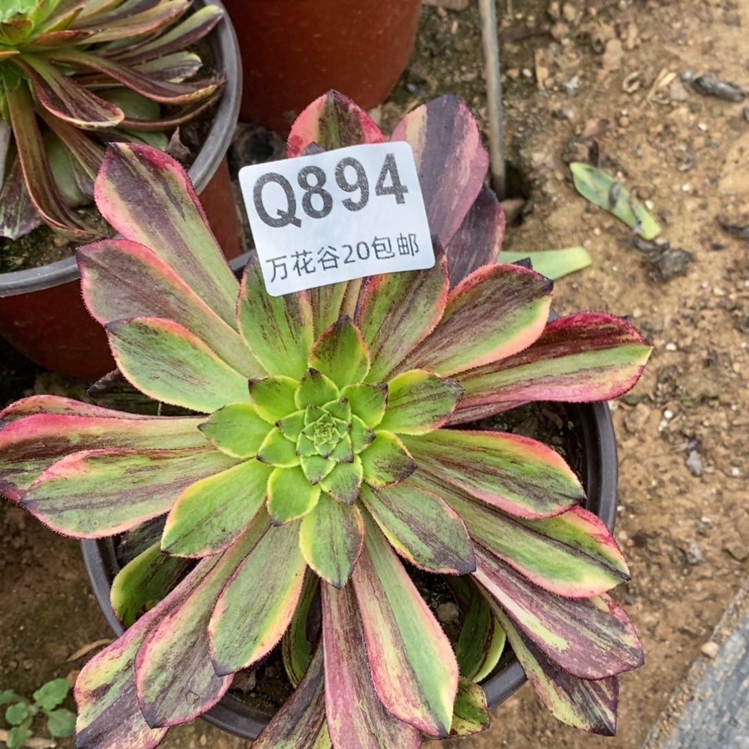 894莫兰迪多肉植物