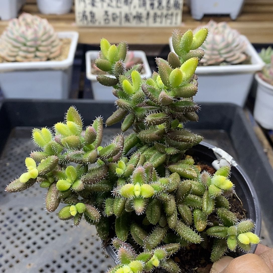 08128 大雷神锦自然群