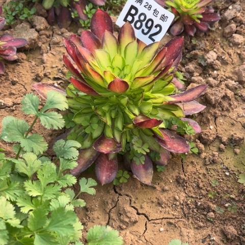 892韶华不包断枝