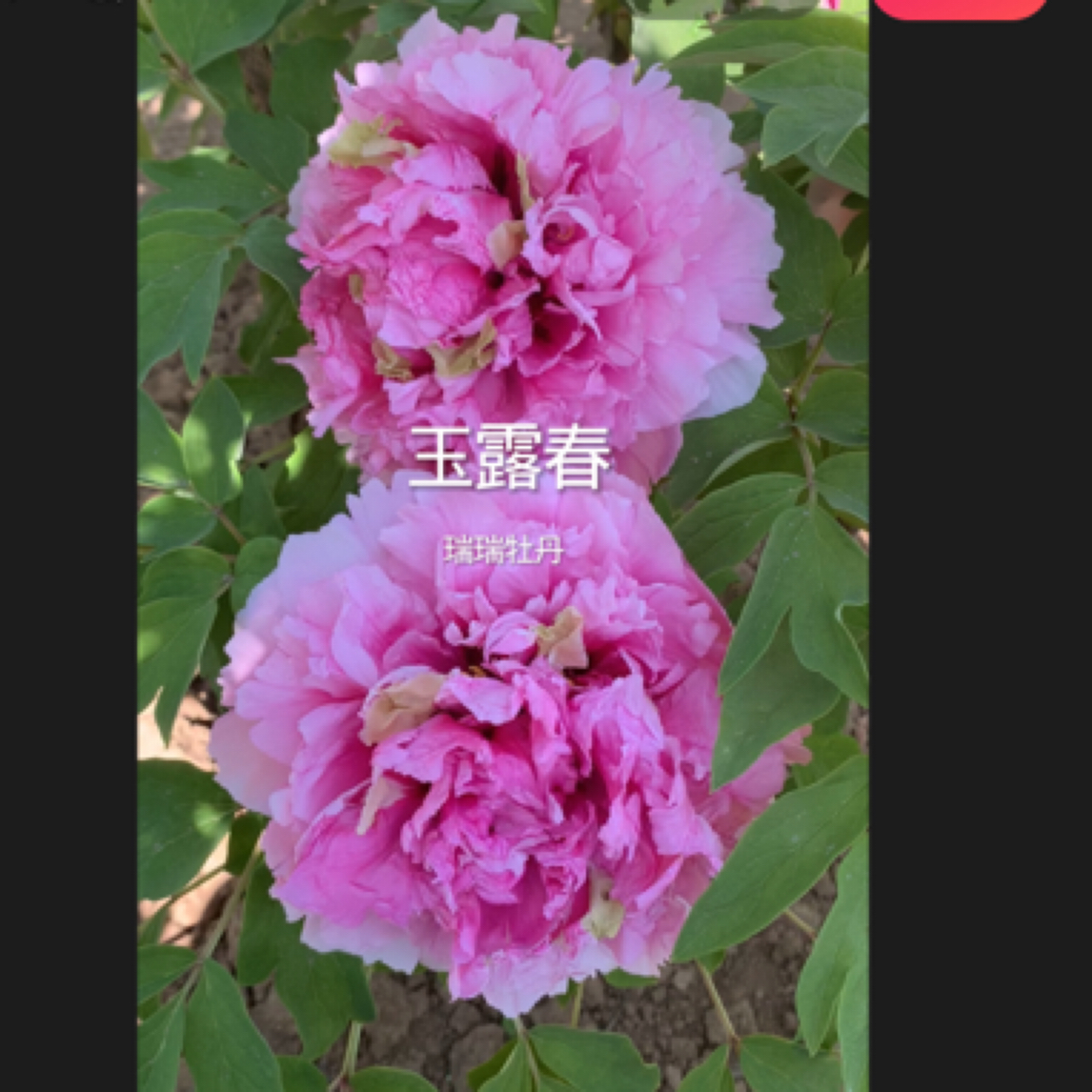 玉露春粉色牡丹大花重瓣观赏大苗树苗庭院盆栽地栽菏泽基地直发