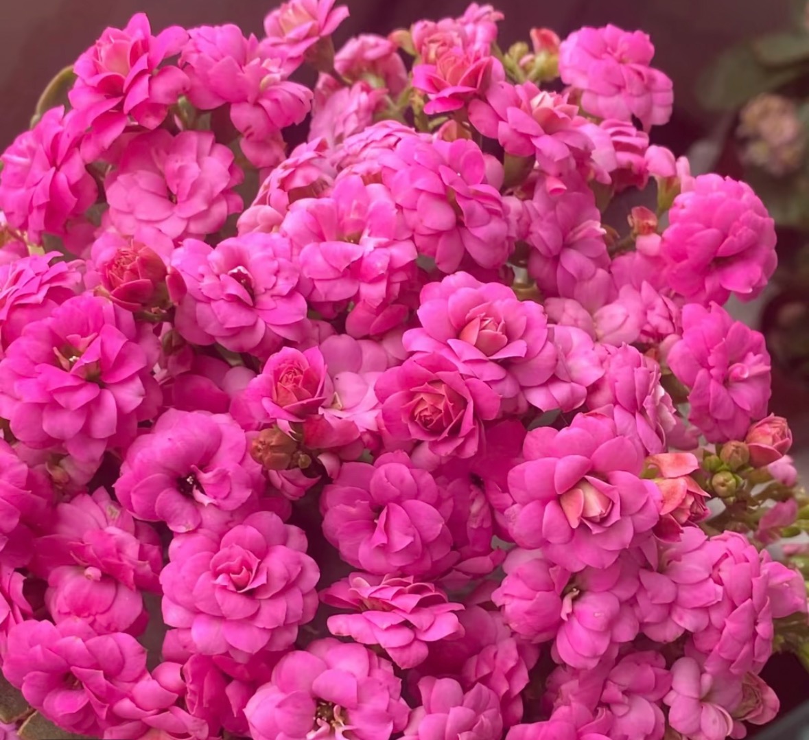 《粉巴黎》130盆长寿花