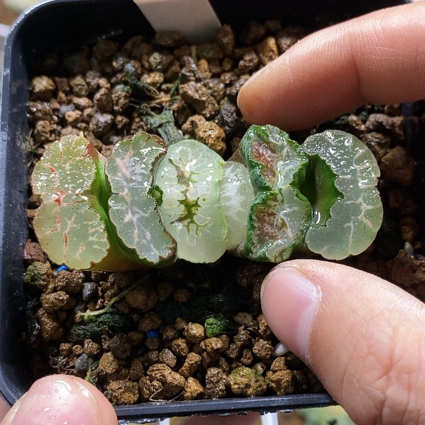 【闪购商品】172实生