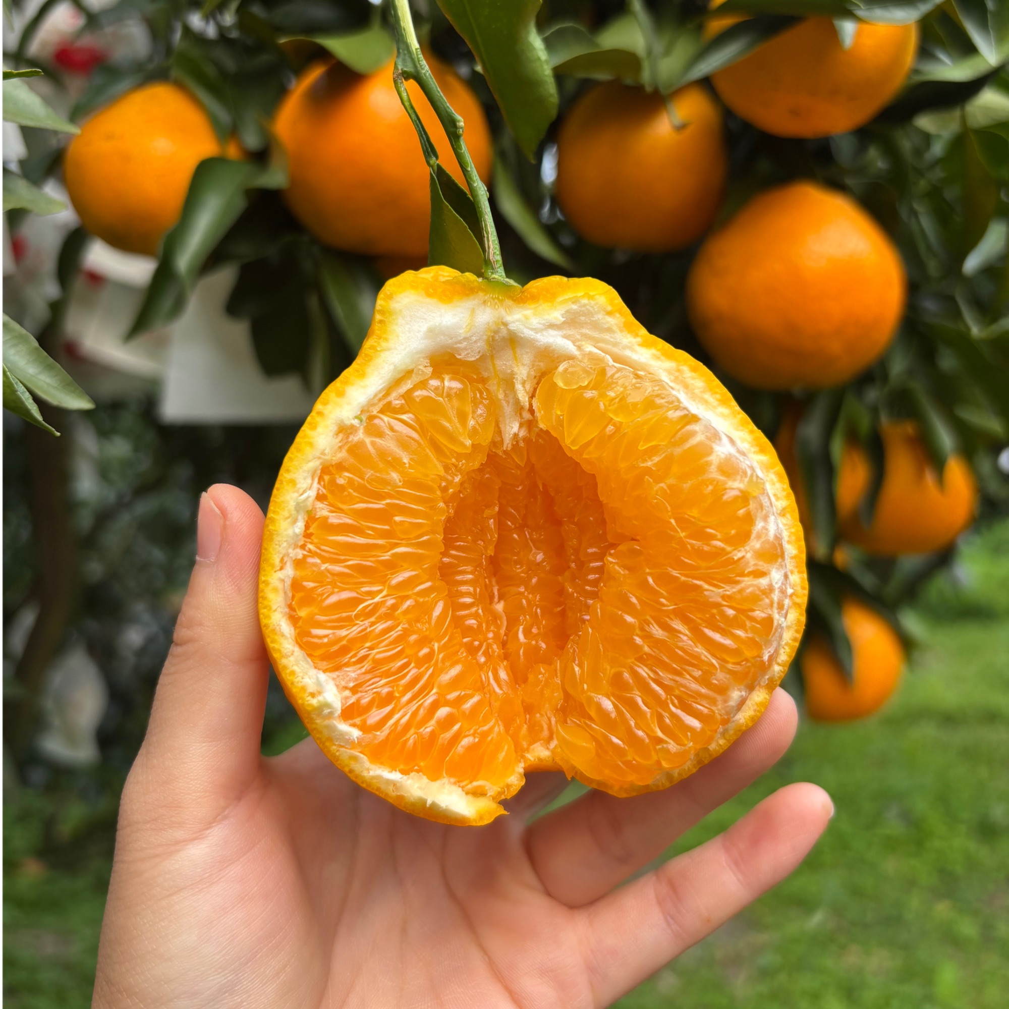 四川春见耙耙柑产地直发皮薄多汁自然成熟酸甜爽口坏果包赔包正宗