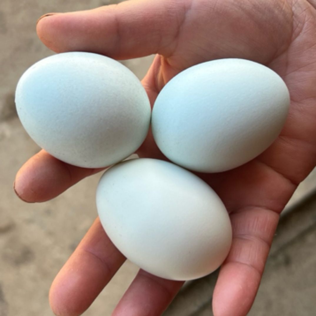 江西进贤农家散养土鸡蛋