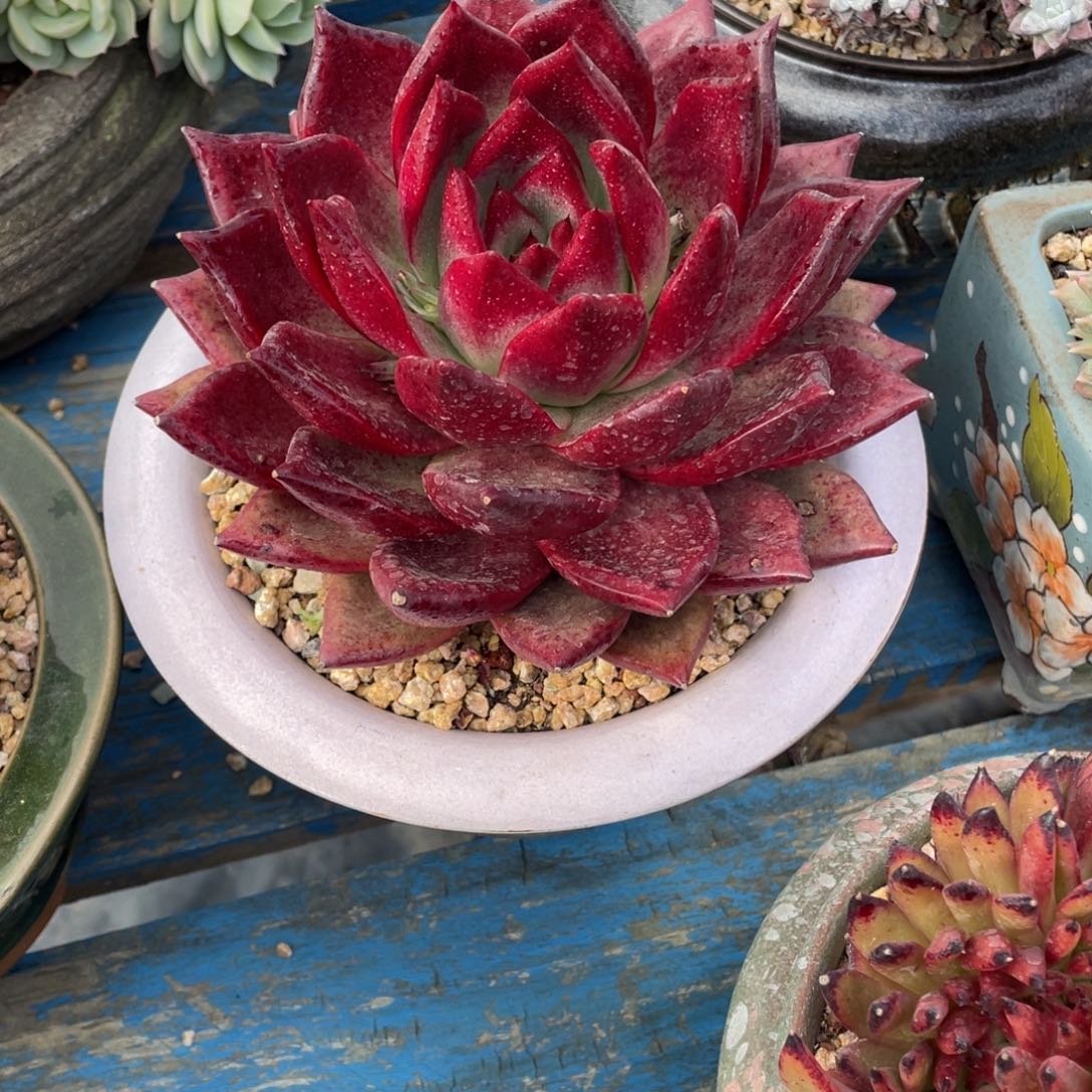 豆总多肉美极星拉丝