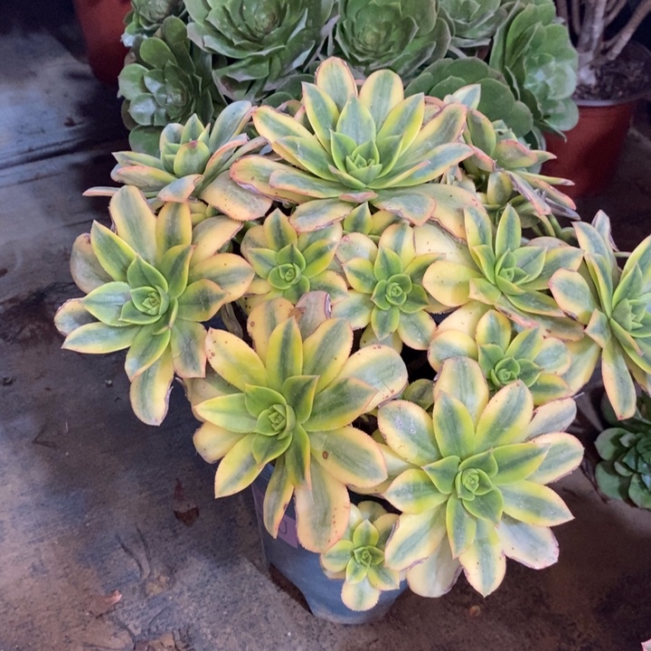 星爆多肉植物52。  