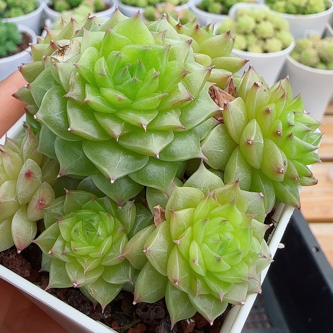 【闪购商品】0603-33（m1-210）